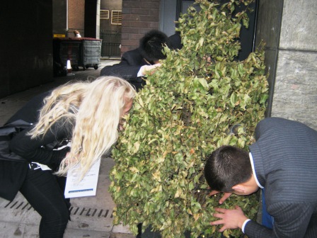 Searching a bush for a clue in mayfair Treasure Hunt.