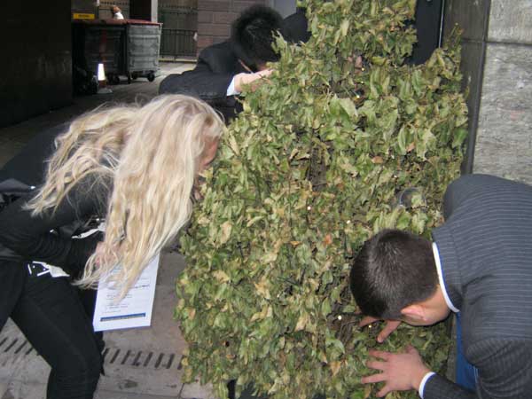 Three people searching a bush for a treasure bunt clue.